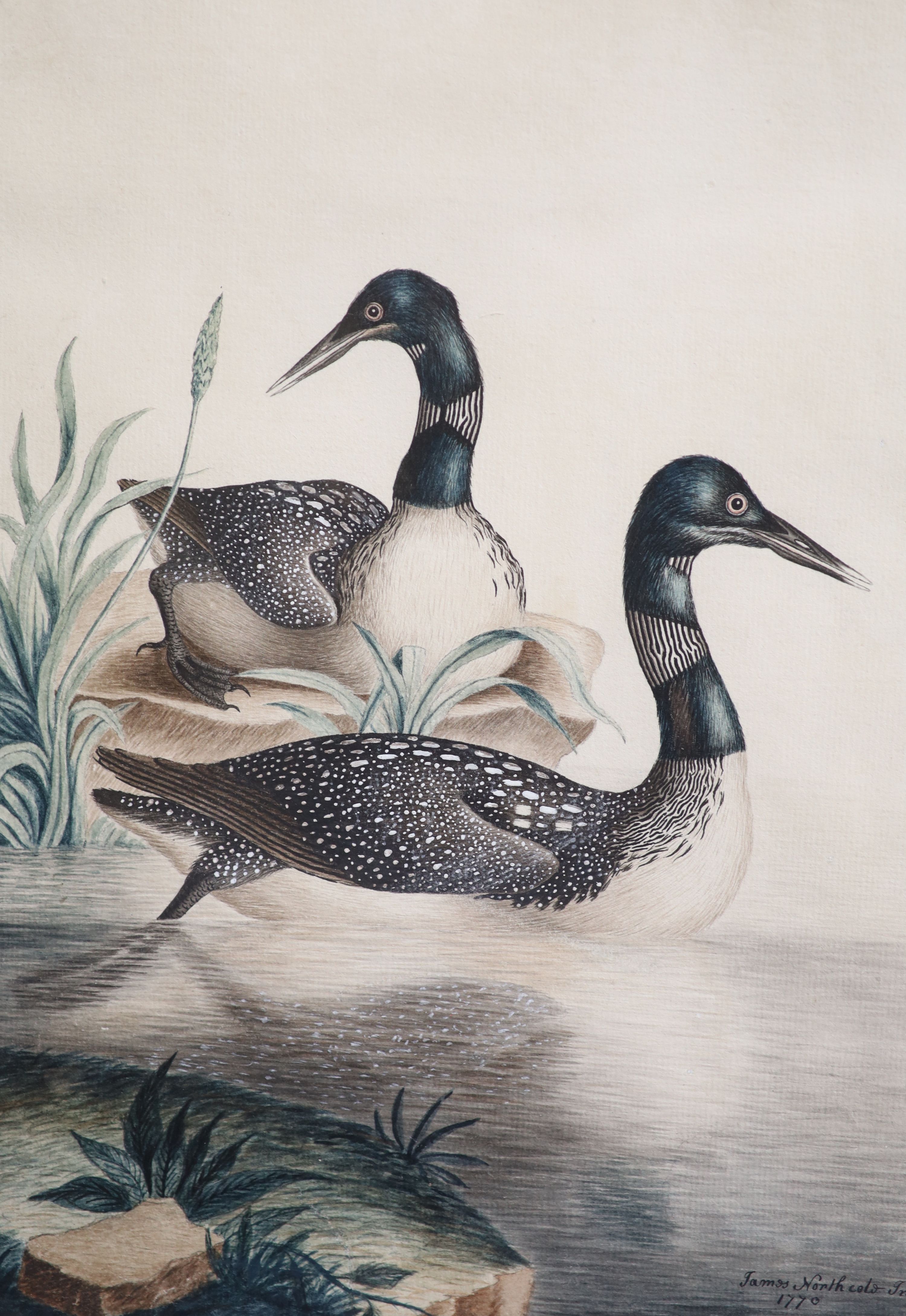 James Northcote (1746-1841), 'A pair of Great Northern Divers' and 'A Merganser perched on a rock', pair of watercolours